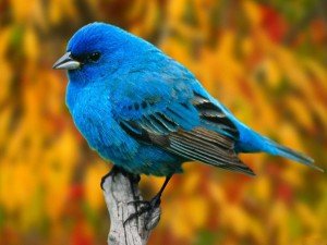 38356-beautiful-birds-tiny-blue-bird